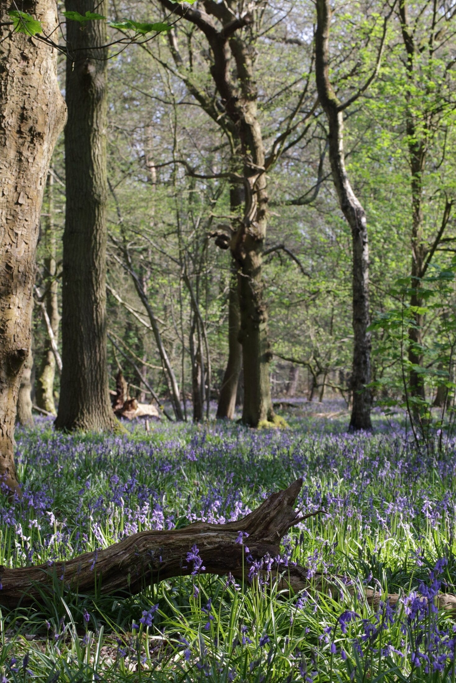 Woodland Trails Blue Bells-The Grove