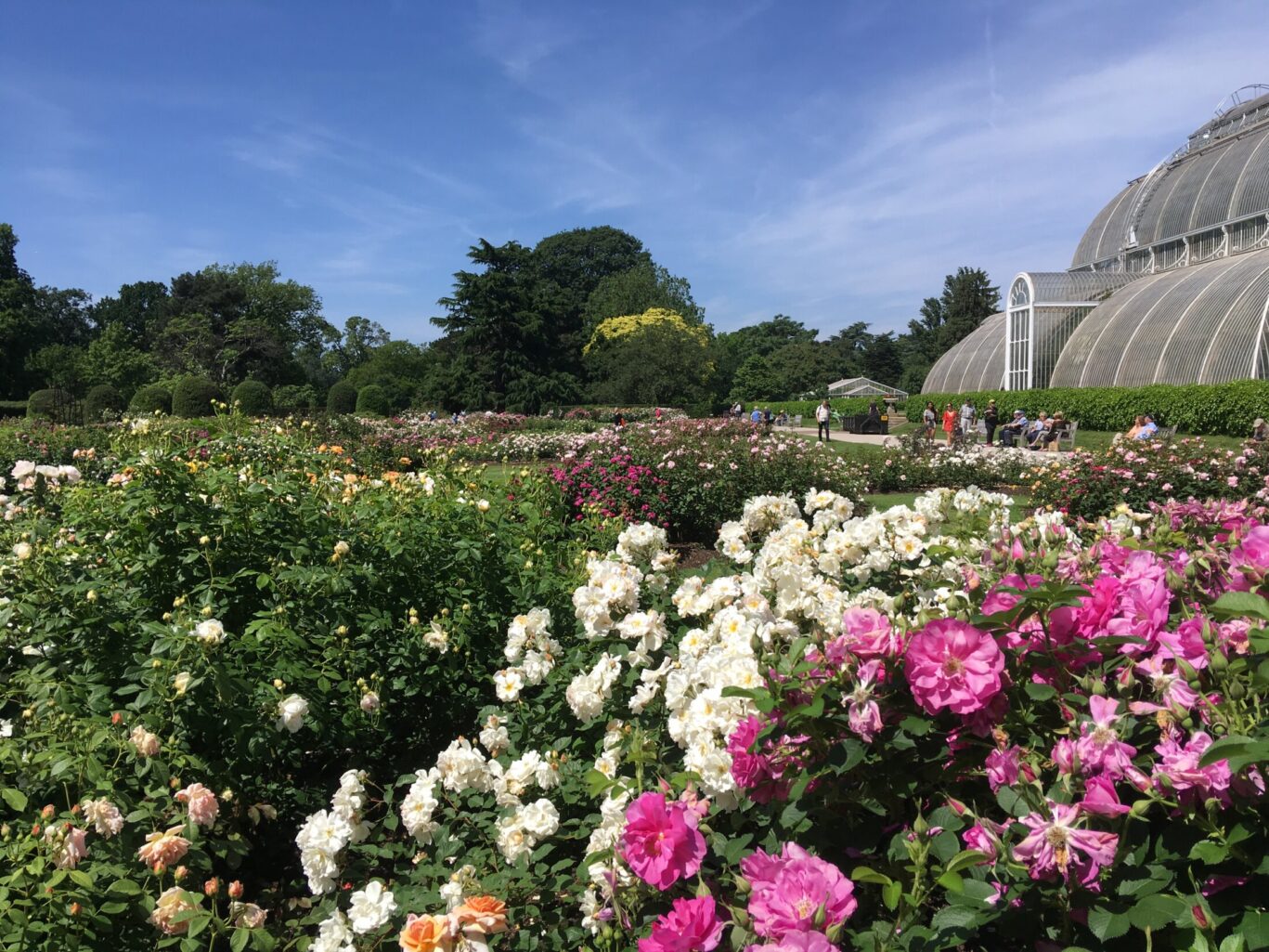 Kew's Rose Garden
