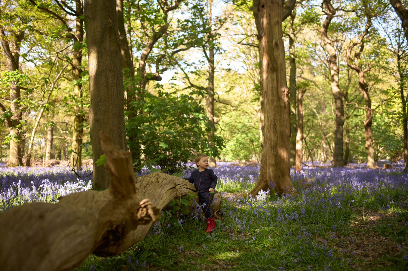 Bluebells. Child kid in forest