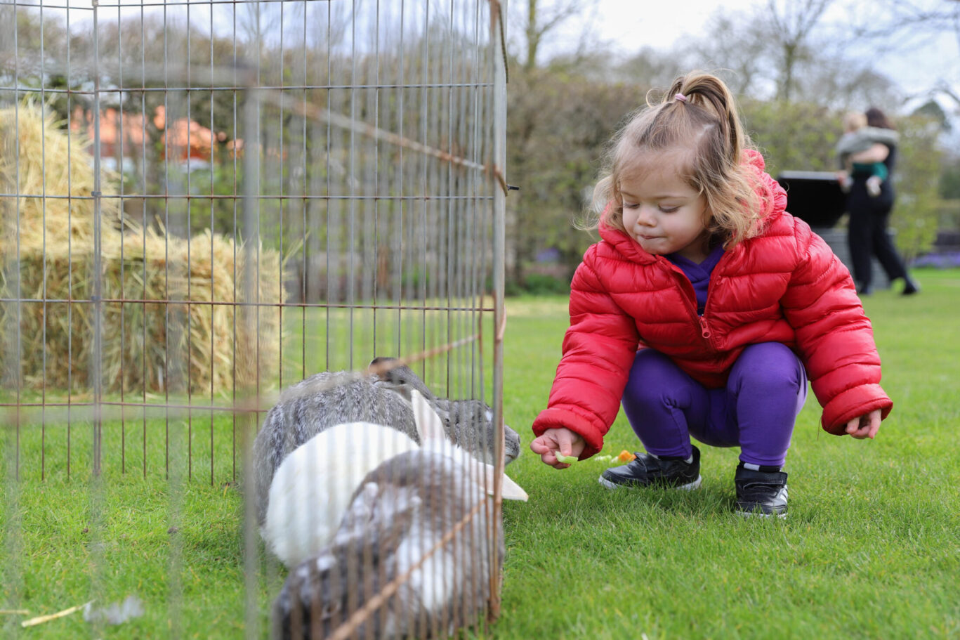 Little girl feeding rabbits at Petting Zoo