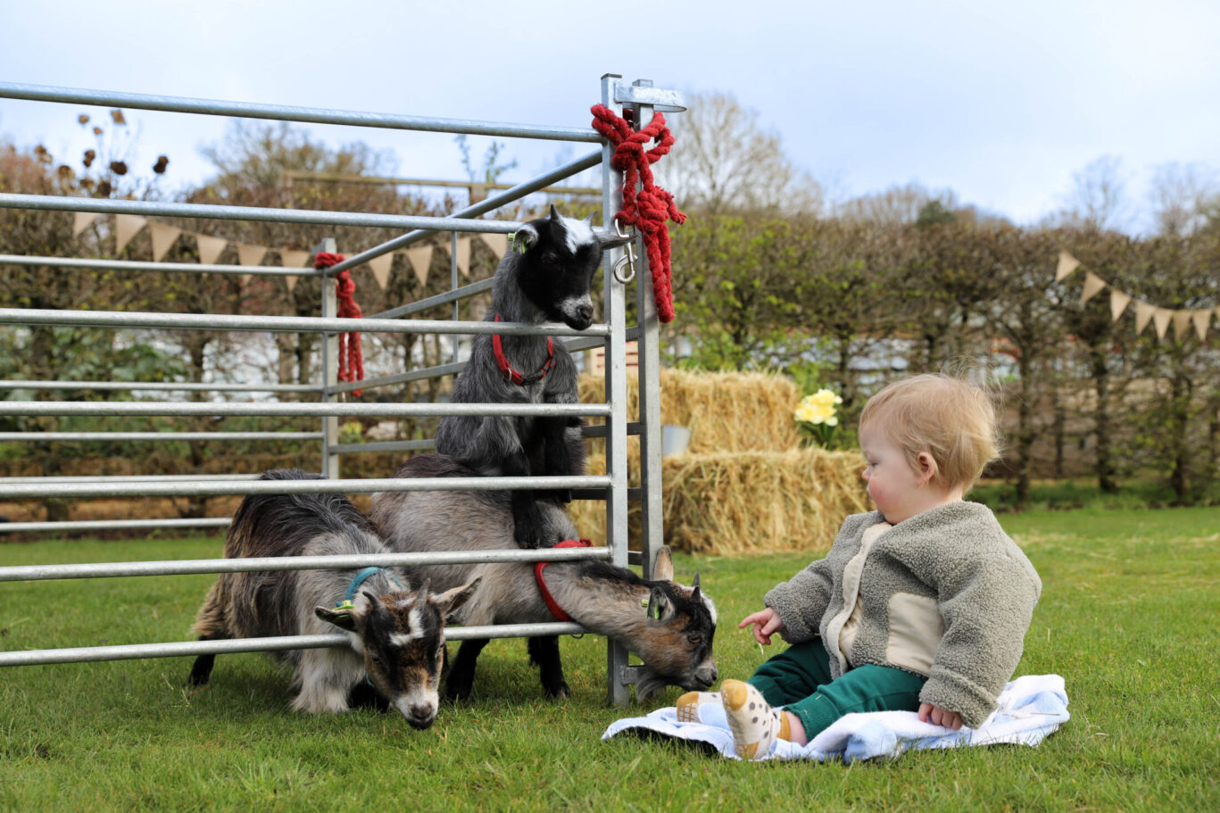 Little boy sitting next to goats at Petting Zoo