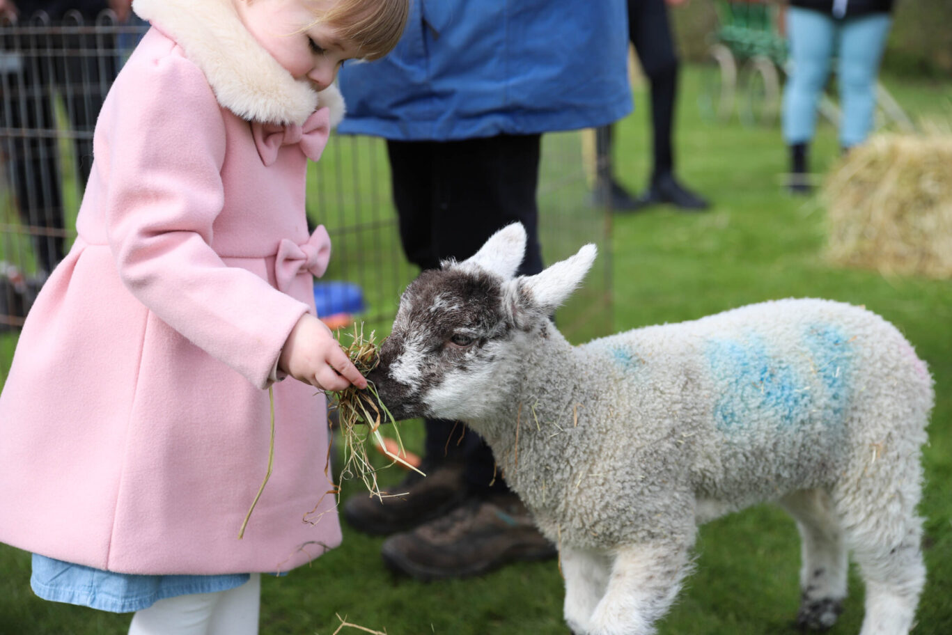 Little girl petting a lamb at the Petting Zoo