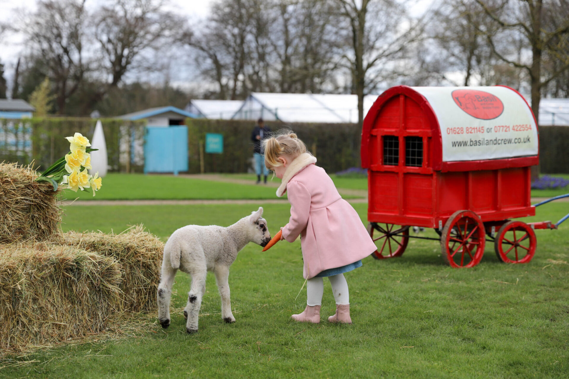 Little girl petting lamb at Petting Zoo