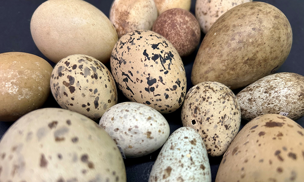 Eggs